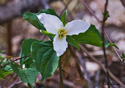 Trillium ovatum